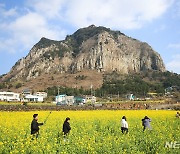 봄기운 가득한 서귀포