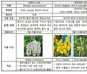 농진청 "아카시아꿀 아니고 아까시꿀로 불러 주세요"