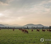 환경친화축산농장 제동목장 한우 방목