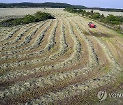 환경친화축산농장 제동목장 목초 수확