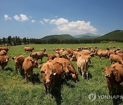 환경친화축산농장 제동목장의 방목 한우