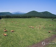 환경친화축산농장 제동목장 소 방목