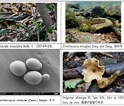 한반도 서식 확인 생물 6만종 넘어…참쉬리·신안새우난초 등 발견