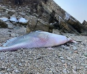 백령도 해안서 7.4m 밍크고래 사체 발견…"폐사 원인 조사해야"