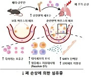 면역조절 보충제 '베타-글루칸'의 면역강화 능력 규명