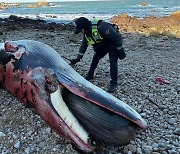 백령도 해안서 7.4m 밍크고래 사체 발견…"폐사 원인 조사해야"