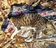 길고양이 노리는 ‘부동액 테러’…우리 안에 숨은 범인은?