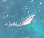 Rescue operation begins to remove netting from dolphin calf