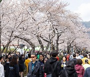 프로포즈 무대, 방산쇼케이스…창원시, 달라진 군항제 선보인다