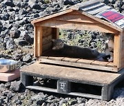 하와이 ‘캣맘 금지법’ 추진…길고양이 증가로 토착생물 멸종 위기