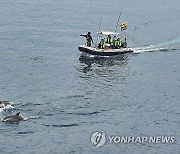 남방큰돌고래 '종달' 긴급 구조작업