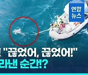 [영상] 온몸 옭아매고 살 찢기고…새끼돌고래 2.5ｍ 낚싯줄 제거 성공