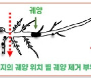 대체로 포근한 올 겨울… "과수화상병 예방 철저"