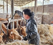 함안군, 2월 송아지 구제역 백신접종 추진