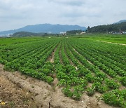 전남도, 전략작물 직불금 신청 받아