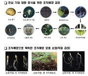 인삼 종자 대량 증식 기술 개발…"종자 생산기간 4년→1년 단축"