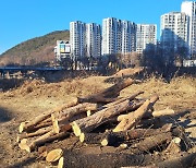 환경단체 "안양시는 안양천 무차별 벌목을 중단하라"