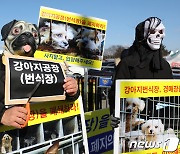 "반려동물 경매장 없애야"vs"보호소가 더 문제"…루시법 향배는