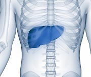 "지방간 있는 60대 이상 고령층…치매 위험도 1.5배 증가"