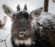 [단독]겁 많은 산양이 도로변까지 내려온 이유···설악산에서 만나보니