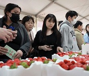 논산딸기축제, 문체부 예비 축제 선정