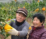 기후변화 대응 고성 아열대 과수 ‘한라봉’ 설 명절 선물로 제격