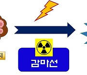 “하수슬러지 처리 30일→5시간 대폭단축” 방사선으로 수질오염 막는다