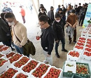 '논산딸기축제' 전국서 손꼽히는 축제로 인정받아