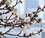 전국 흐리고 곳곳에 눈비, 강원도 최대 15㎝ 눈[오늘 날씨]