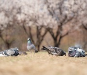 '중국 스파이' 혐의로 구금된 비둘기…8개월 만에 석방