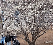 봄 소식 전하는 부산 매화