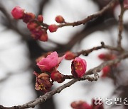 [현장 스케치] 남녘은 벌써 매화 만개