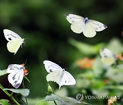 봄의 전령 나비