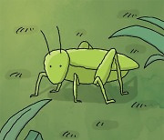 [인 더 바이블] 메뚜기(grasshopper)