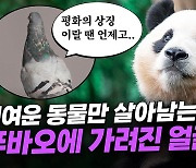 "푸바오에 사로잡힌 한국, 만약 산에서 판다를 만나면?"