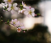 [사진] 창경궁 대온실에 먼저 온 봄