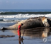 MEXICO ANIMALS