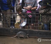 Armadillo Day Texas