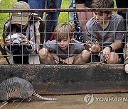 Armadillo Day Texas