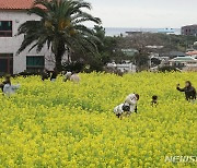 '입춘' 제주 흐리고 가끔 비…낮 최고 13도 