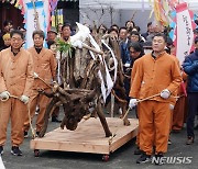 입춘 제주 무사 안녕·풍요 기원하는 '낭쉐몰이'