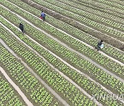 #CHINA-LICHUN-FARM WORK (CN)