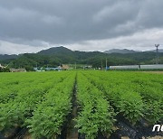 '한방 도시' 제천시, 수입 의존도 높은 감초 국산화 앞장