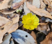 무등산국립공원, 봄의 전령사 큰산개구리 산란 복수초도 개화