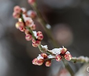 전국 흐리고 비·눈…강원산지에 최대 30㎝ 이상 눈