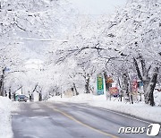 속초는 이미 설국