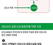 간 기능 개선돕는 ‘UDCA’ 성분, 코로나 예방에도 효과