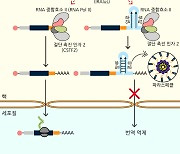 ‘난치성 질환’ 암·루게릭병 유발하는 유전자 조절 메커니즘 찾았다