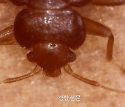 제주에서도 빈대 발견…“어깨 물려 신고”