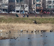 울산시 '조류 사파리' 추진…"철새를 관광자원으로"